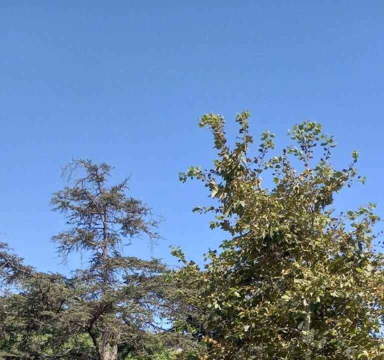 Soccer Field image 2