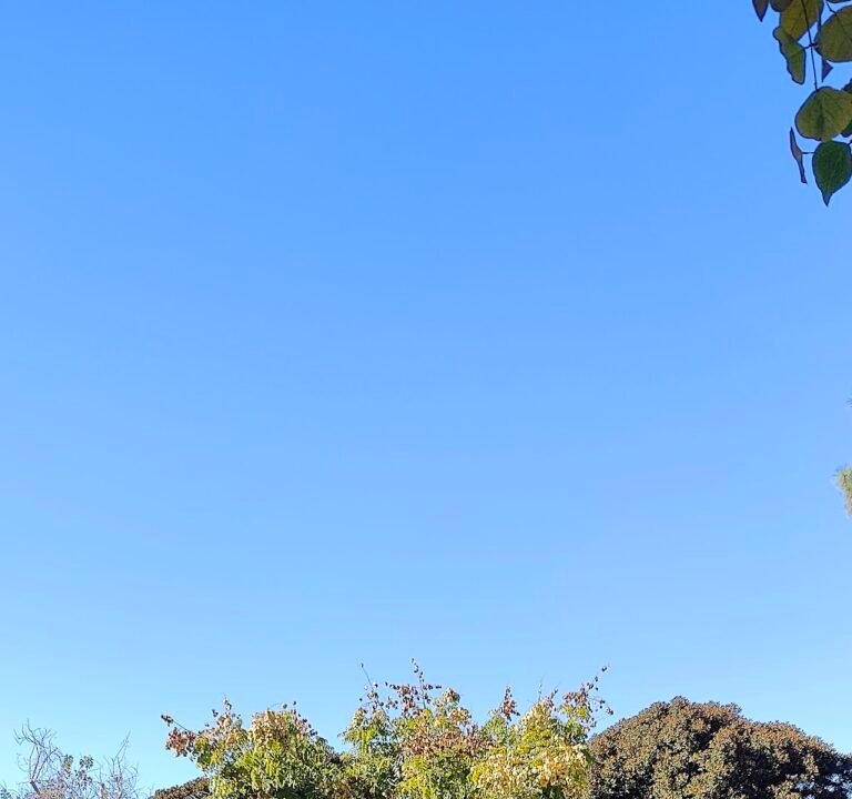 Soccer Field image 2