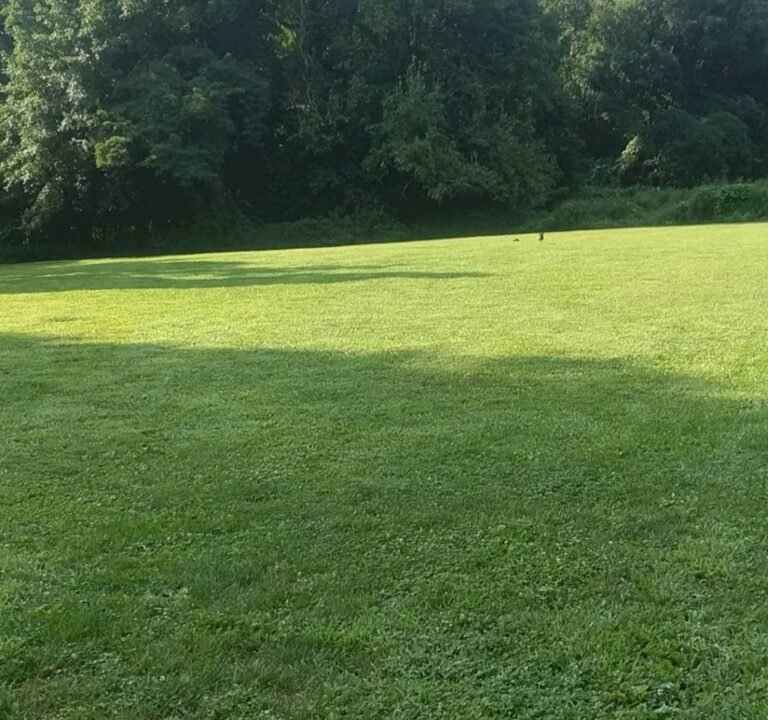 Soccer Field image 4