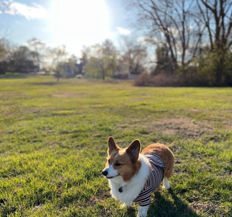 Soccer Field image 2