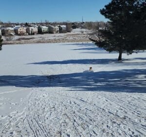 Soccer Field image 4