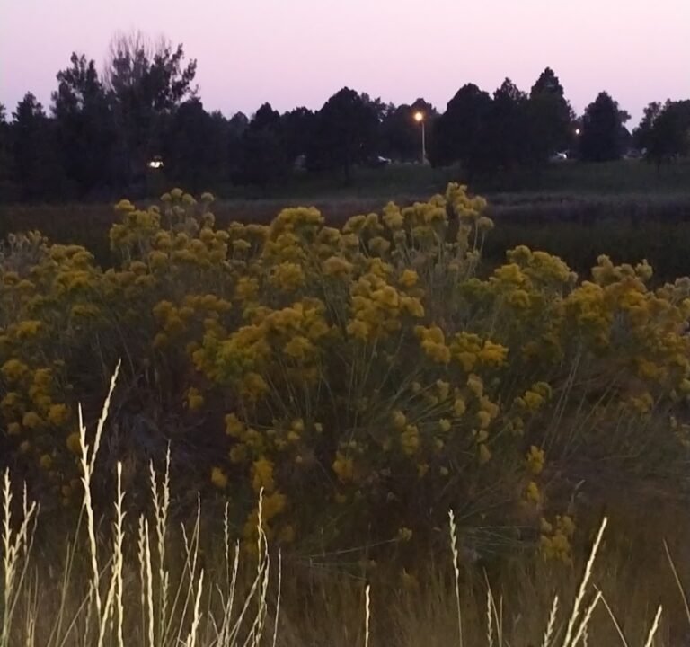 Soccer Field image 3