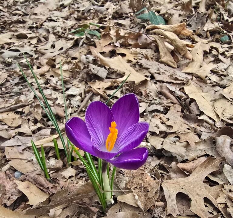 Soccer Field image 3