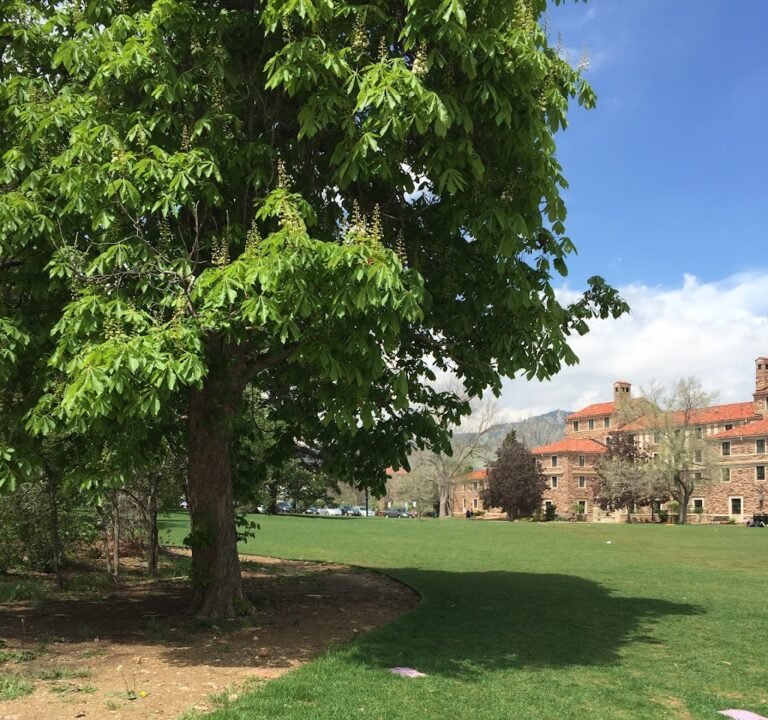 Soccer Field image 2