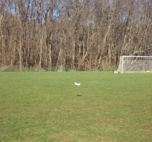 Soccer Field image 3