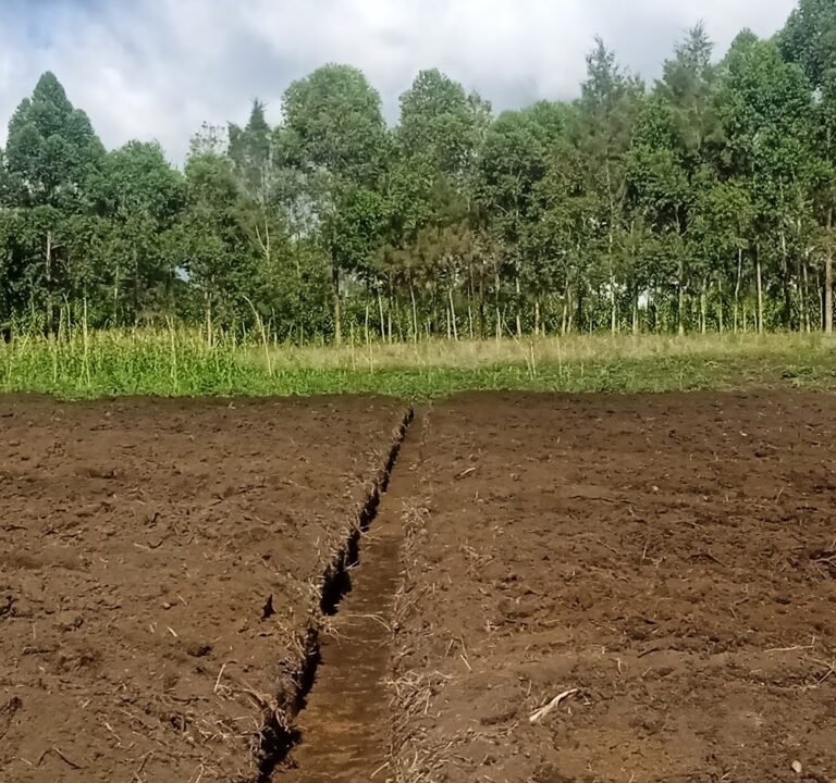 Soccer Field image 2