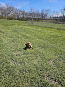 Soccer Field image 1