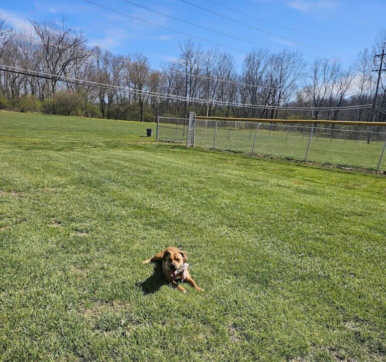 Soccer Field image 2