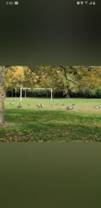 Soccer Field image 1