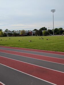 Soccer Field image 1