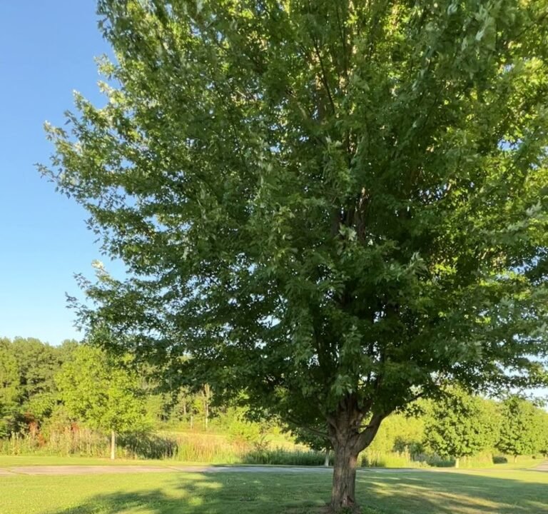 Soccer Field image 3