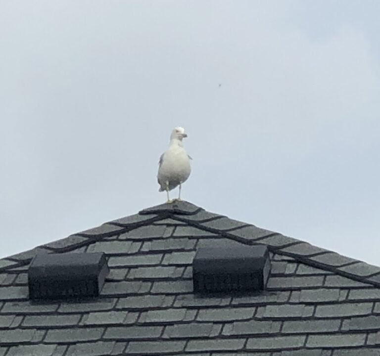 Soccer Field image 2