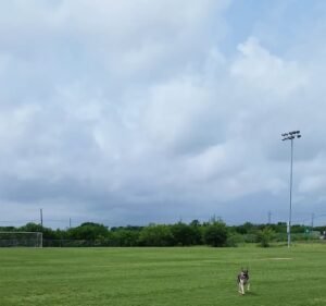 Soccer Field image 4