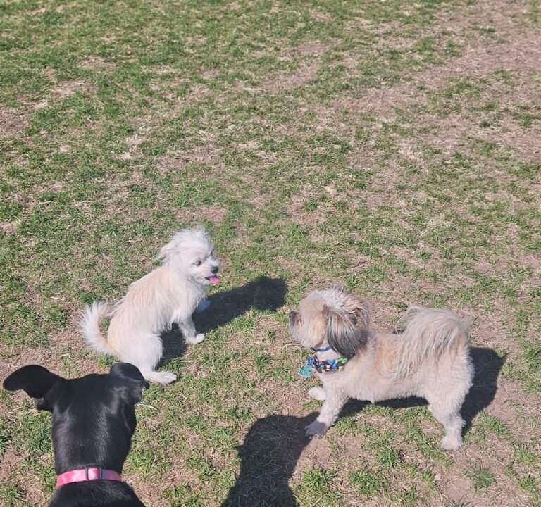 Soccer Field image 3