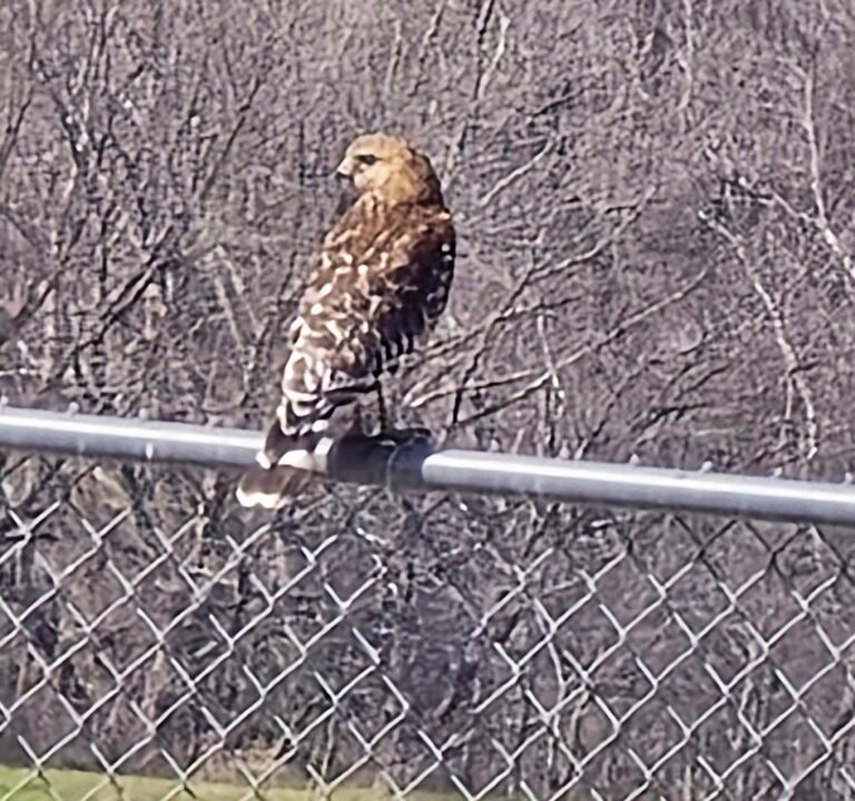 Soccer Field image 3