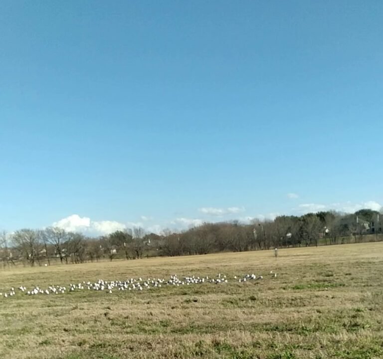 Soccer Field image 4