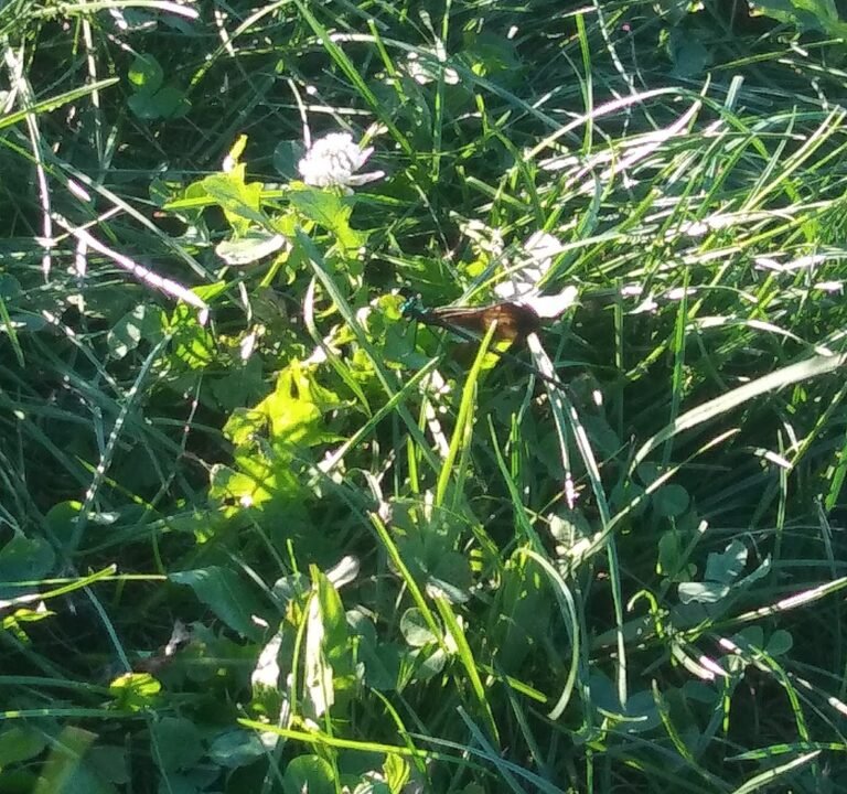 Soccer Field image 2