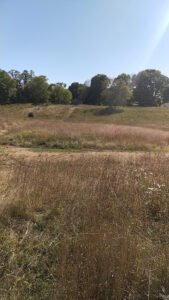 Soccer Field image 1