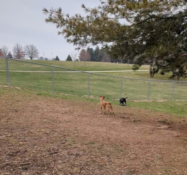 Soccer Field image 4
