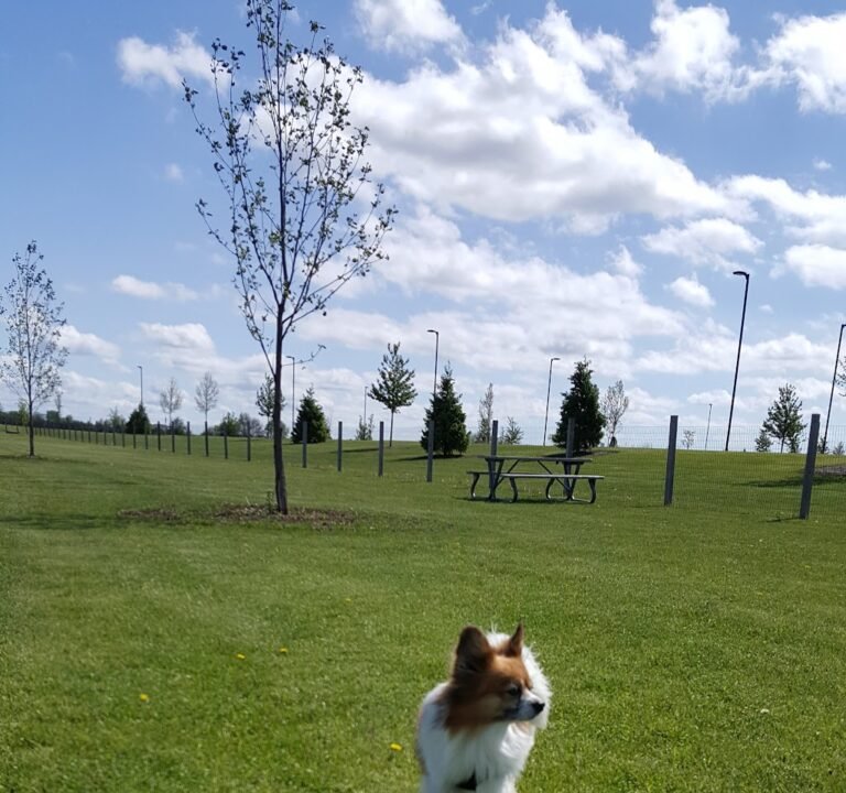 Soccer Field image 3