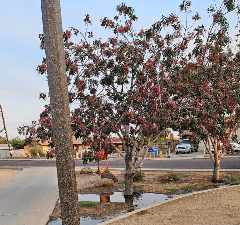 Soccer Field image 2