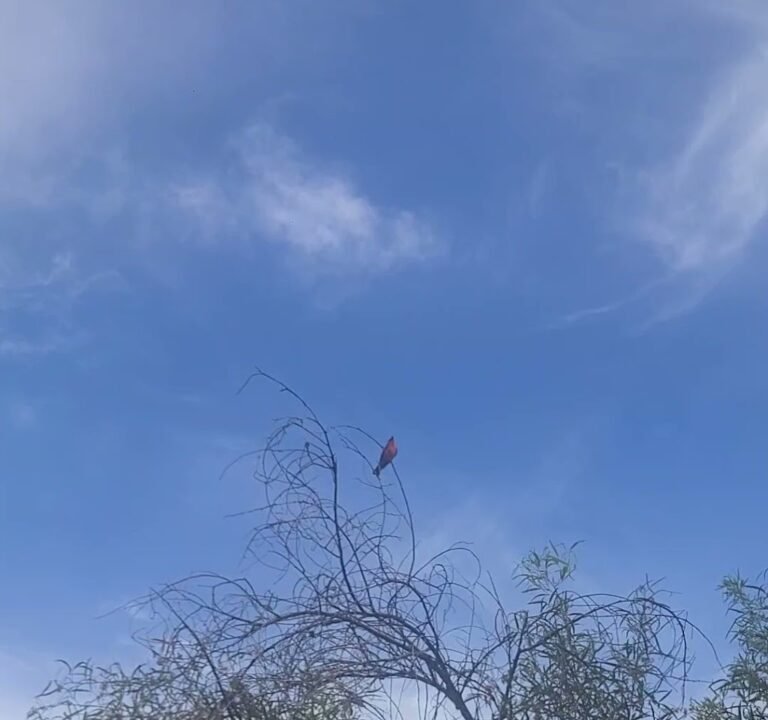 Soccer Field image 4