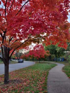 Soccer Field image 1