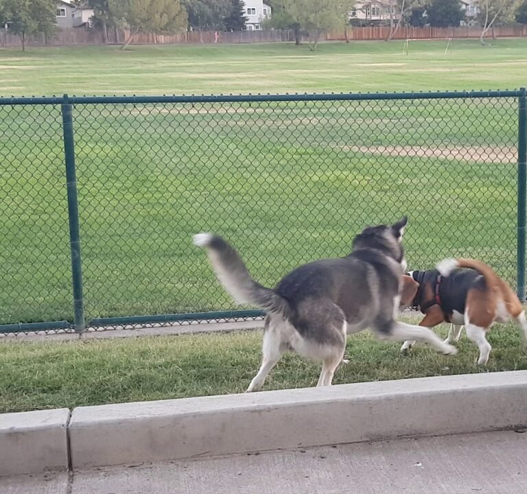 Soccer Field image 4