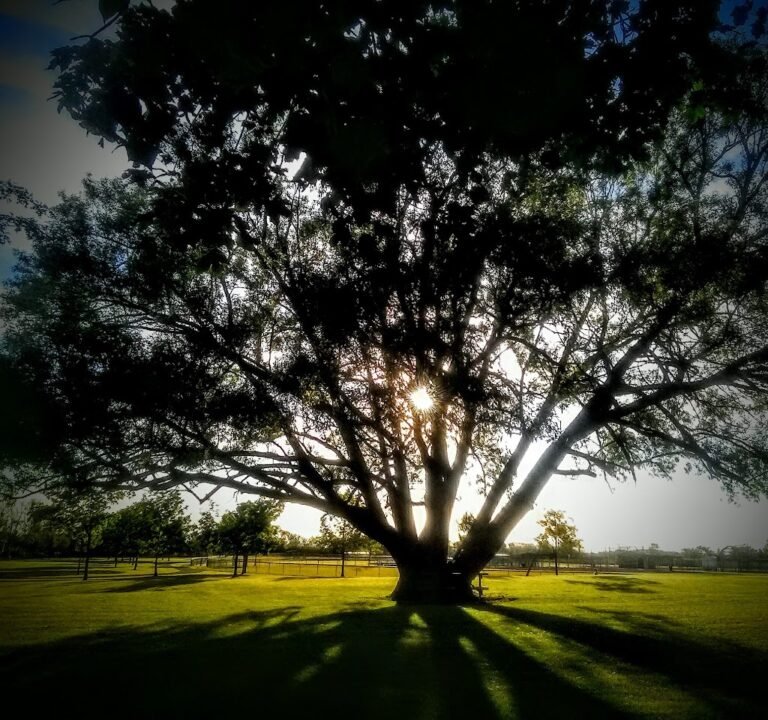 Soccer Field image 3