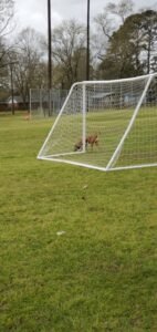 Soccer Field image 1