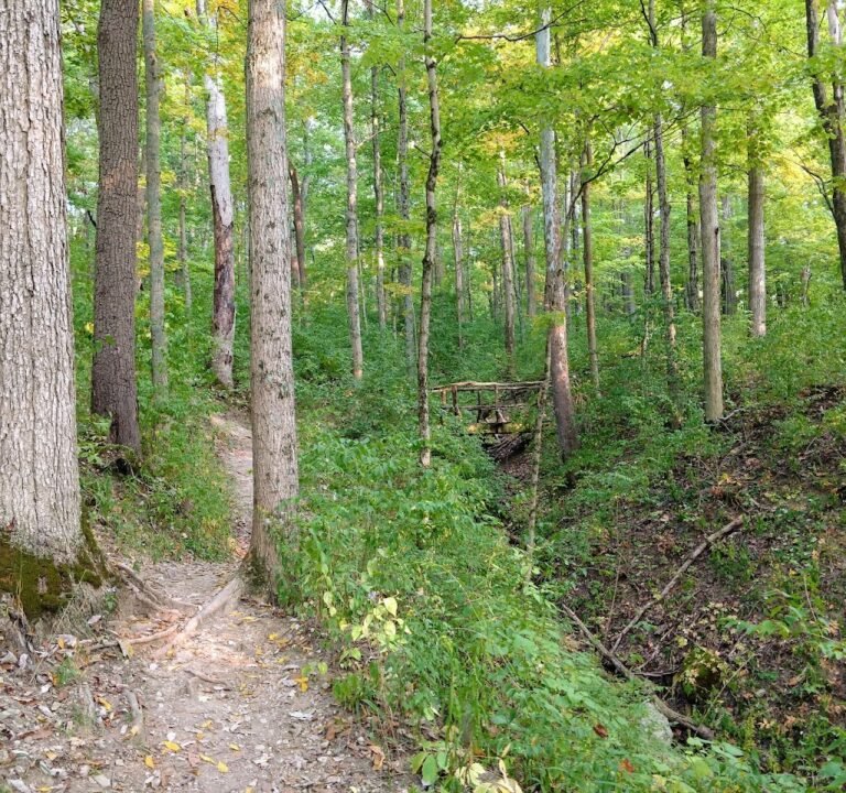 Soccer Field image 2