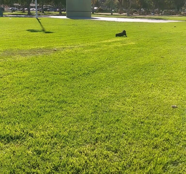 Soccer Field image 4