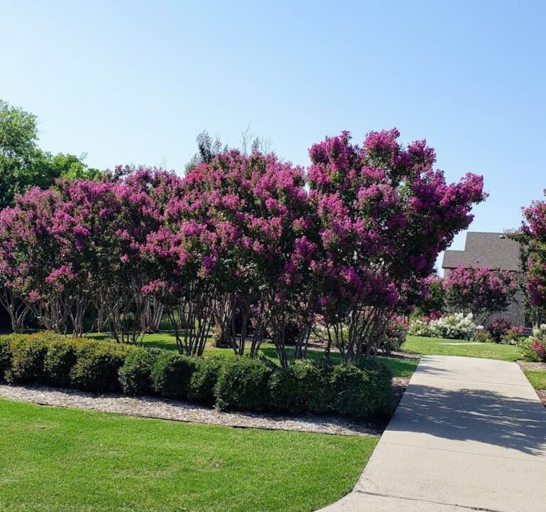 Soccer Field image 2