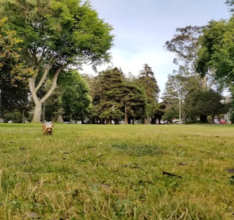 Soccer Field image 2