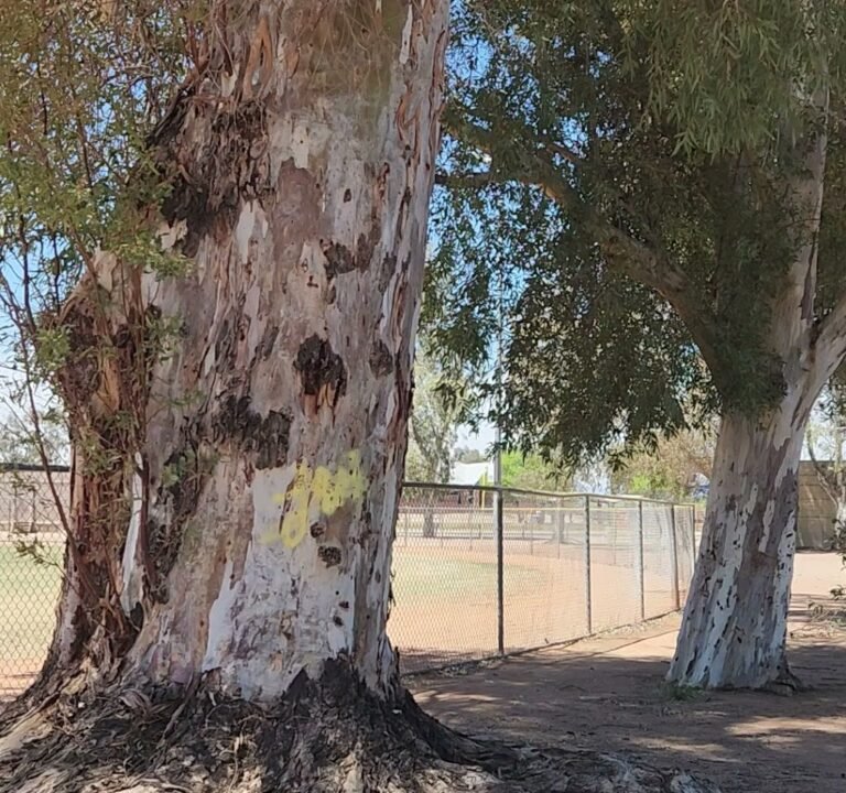 Soccer Field image 4