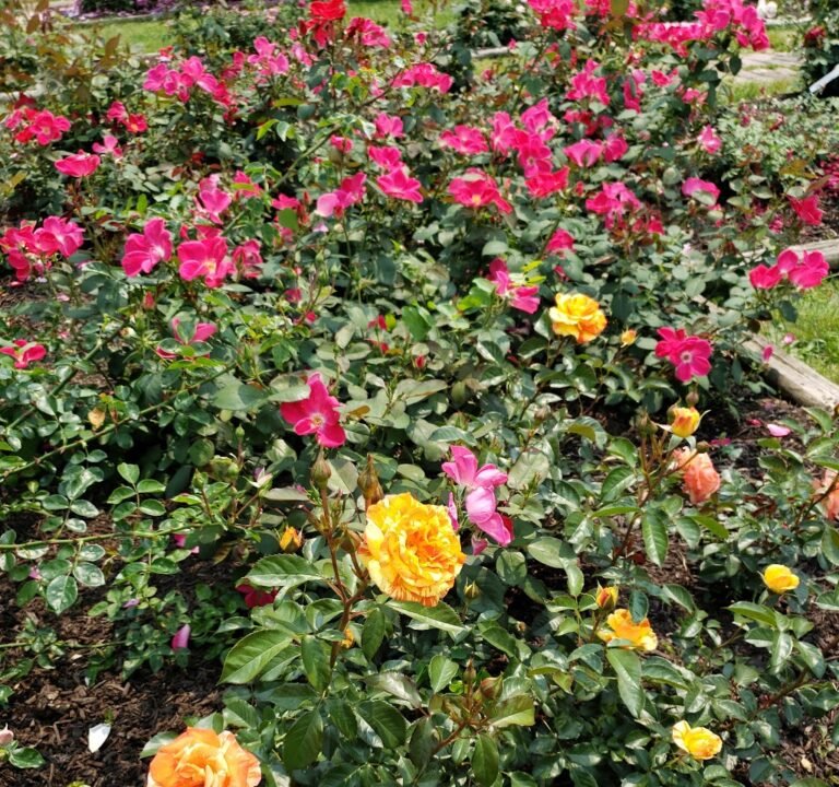 Soccer Field image 3