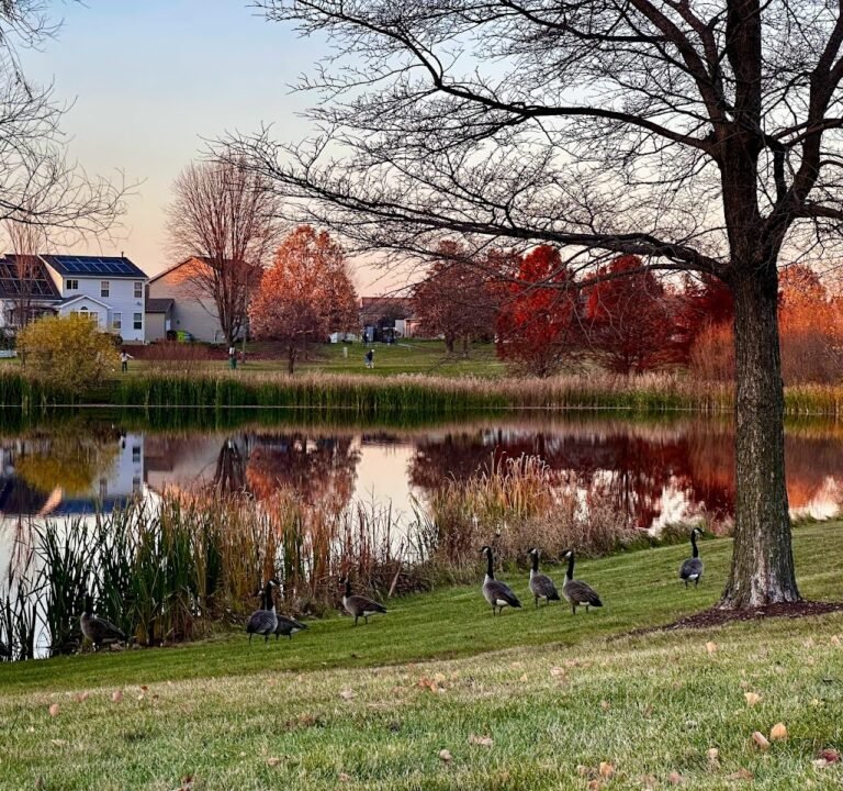 Soccer Field image 2
