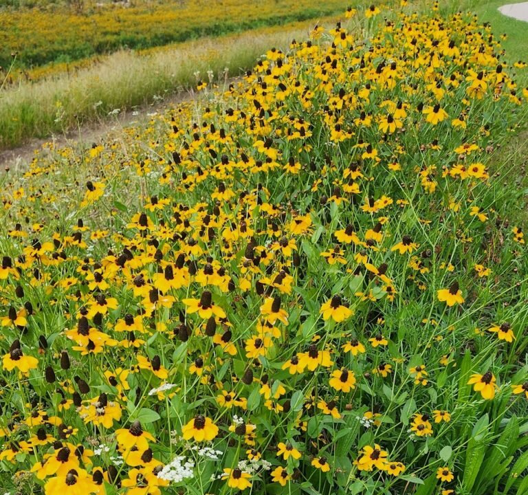 Soccer Field image 2