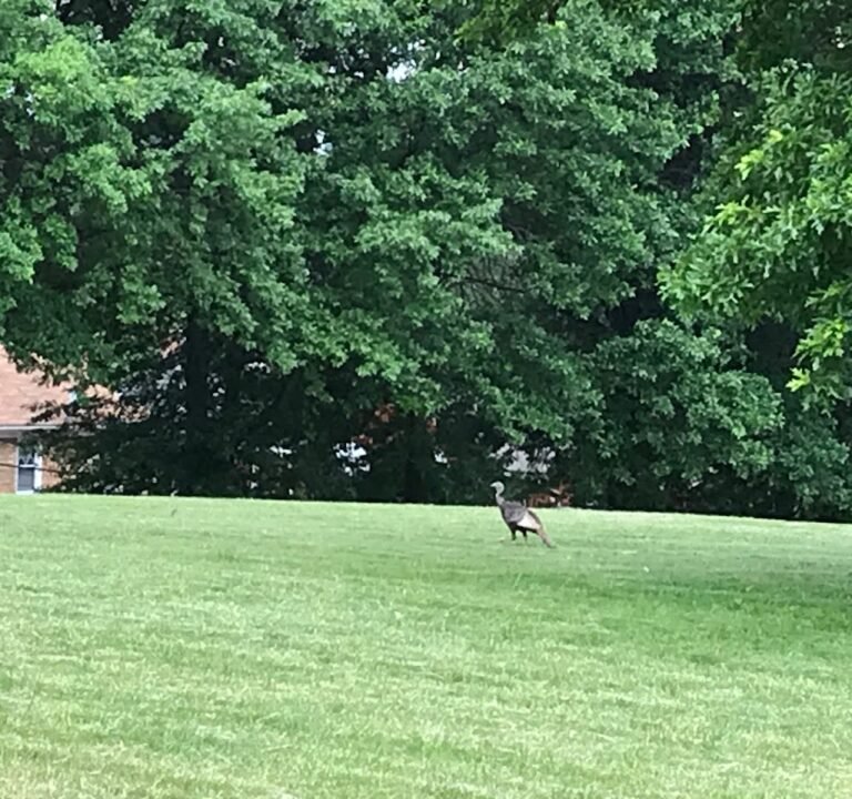 Soccer Field image 2