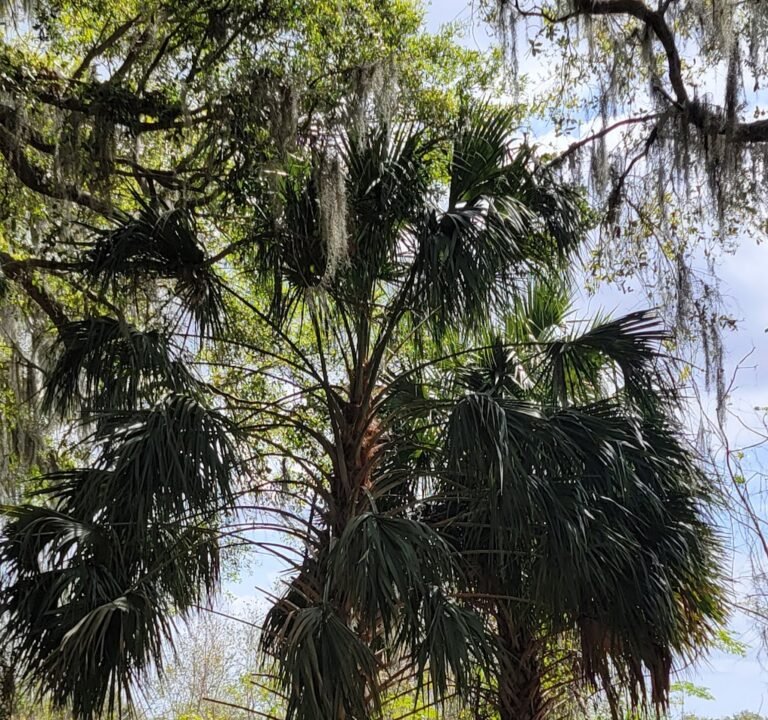 Soccer Field image 3