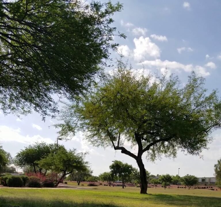 Soccer Field image 4