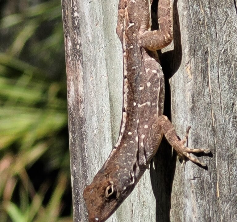 Soccer Field image 3