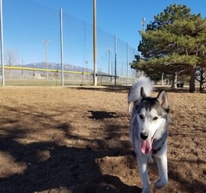 Soccer Field image 2