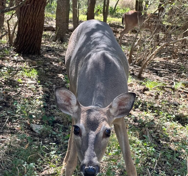 Soccer Field image 2