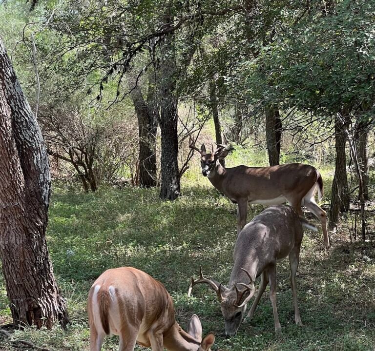Soccer Field image 3
