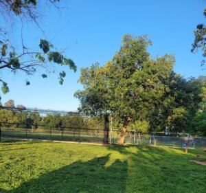 Soccer Field image 2