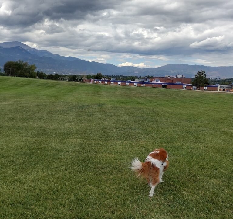 Soccer Field image 3