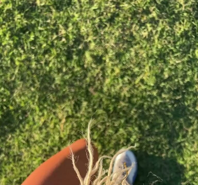 Soccer Field image 4