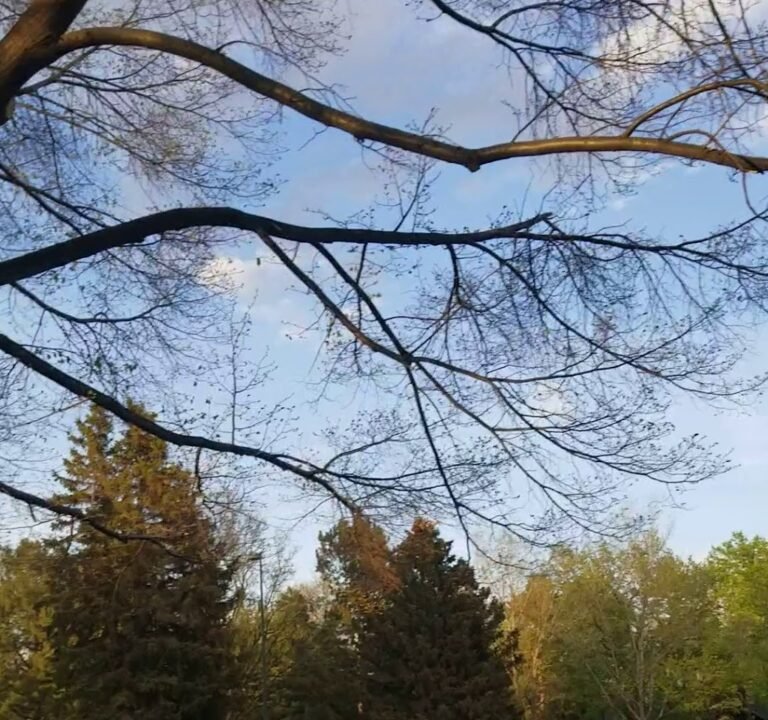 Soccer Field image 4