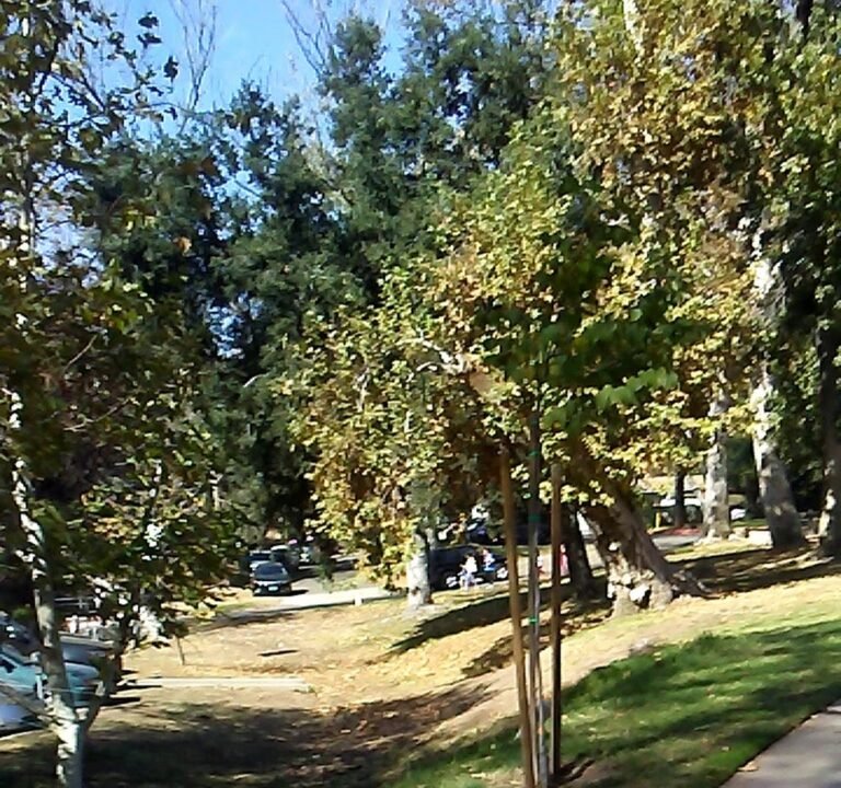 Soccer Field image 4